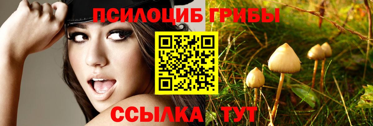Псилоцибиновые грибы Cubensis Горячий Ключ